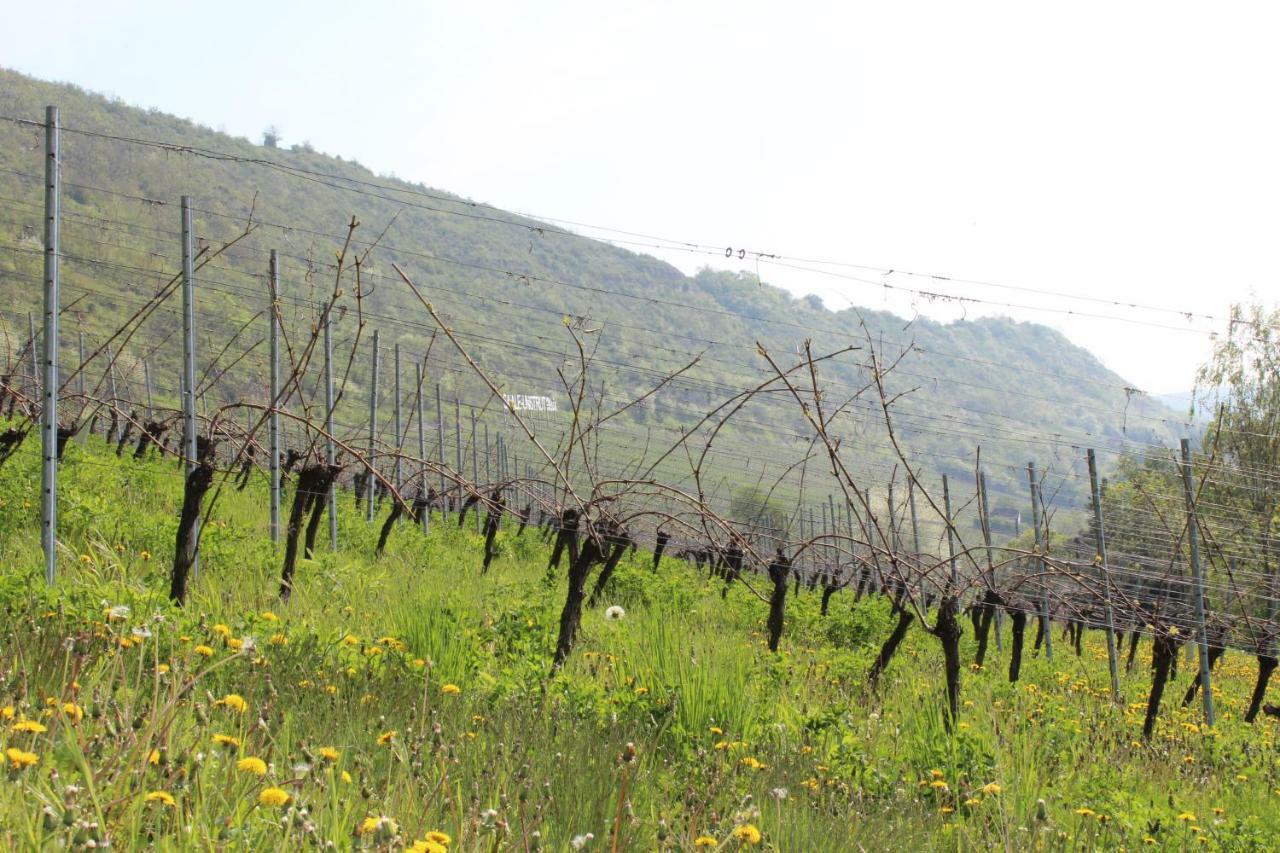 Ferienwohnung Weingut Kloster Pforta 나움부르크 외부 사진